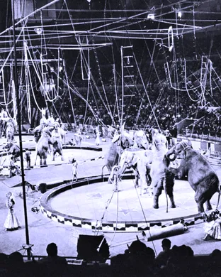 Ringling Bros. and Barnum & Bailey Circus